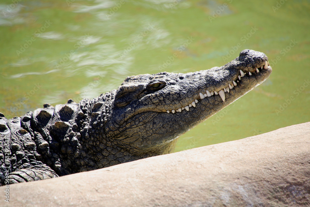 Obraz premium Krokodile (Crocodylia) Kopf, Seitenansicht 