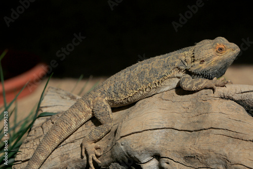 Bartagamen (Pogona) Schuppenkriechtier, Australien photo