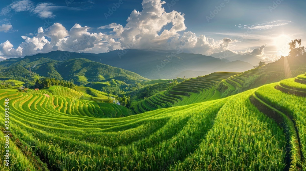 Panorama Green rice field with mountain background