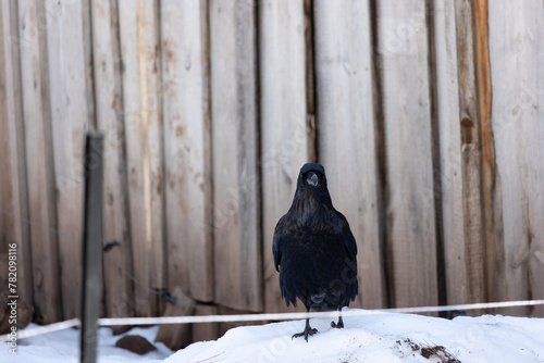 wildlife inside the bearazona park in williams az photo