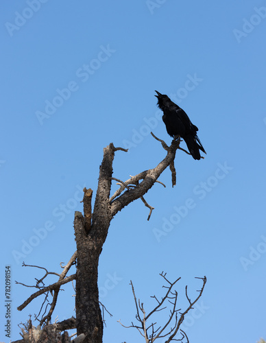 wildlife inside the bearazona park in williams az photo