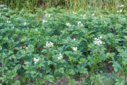 Potatoes flowers blossom on the farm field. Flowering potato plants. © pictures_for_you