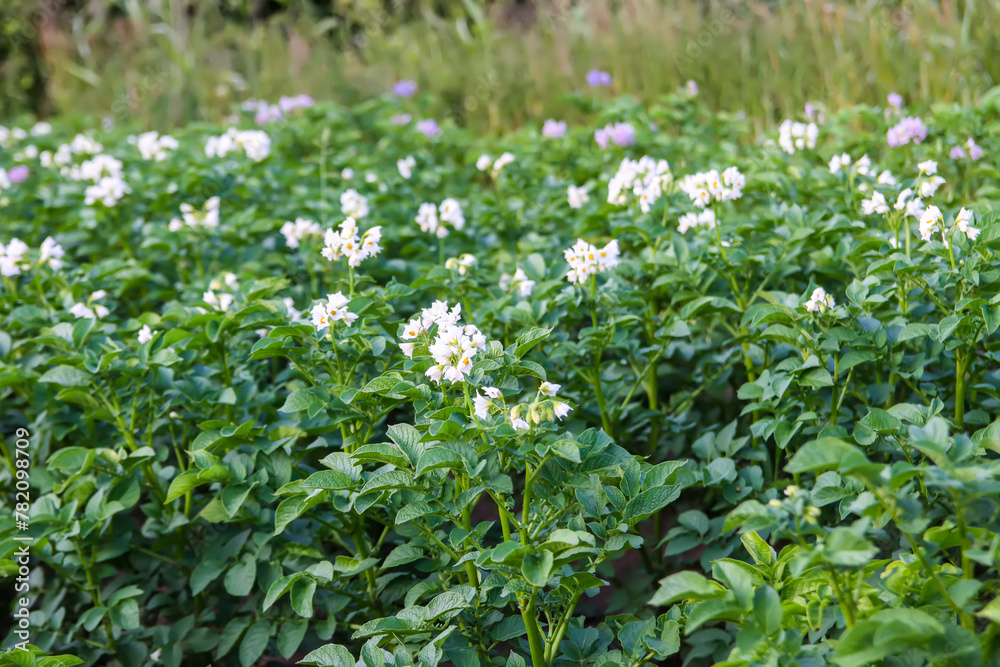 Potatoes flowers blossom on the farm field. Flowering potato plants. Potatoes flowers blossom on the farm field. Flowering potato plants.