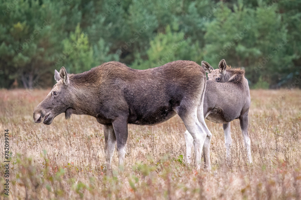 Young moose with his mother in an autumn meadow Young moose with his mother in an autumn meadow