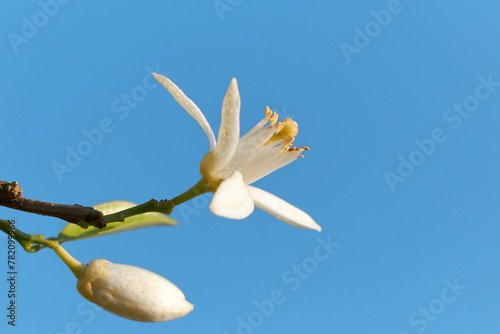 Citrus tree blossom. Orange blossom on a tree in orchard and the sun's rays against the blue sky. Flower of satsuma orange