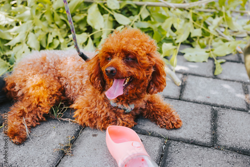 Cute brown poodle resting next to drinking trough in park in summer. Pet care concept. Caring for your pet in the heat photo