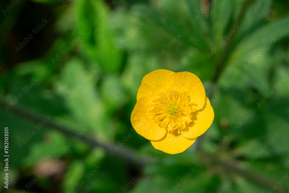Obraz premium Yellow buttercup flower