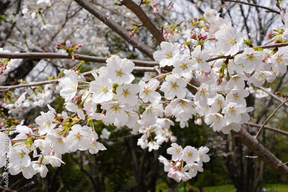 桜　昭和記念公園