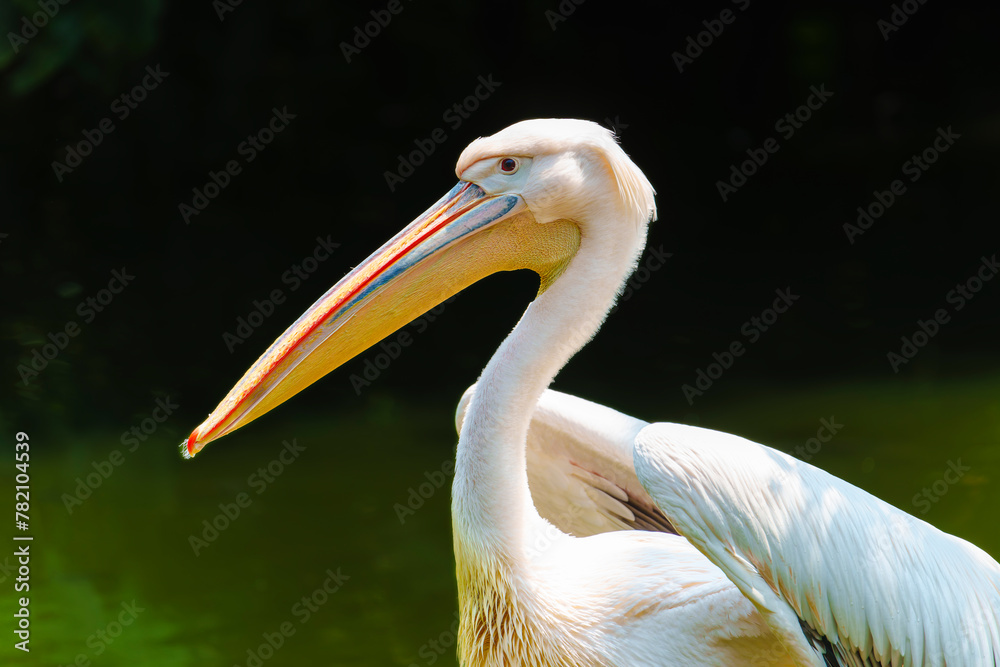 Great white or eastern white pelican, rosy pelican or white pelican is a bird in the pelican family Great white or eastern white pelican, rosy pelican or white pelican is a bird in the pelican family