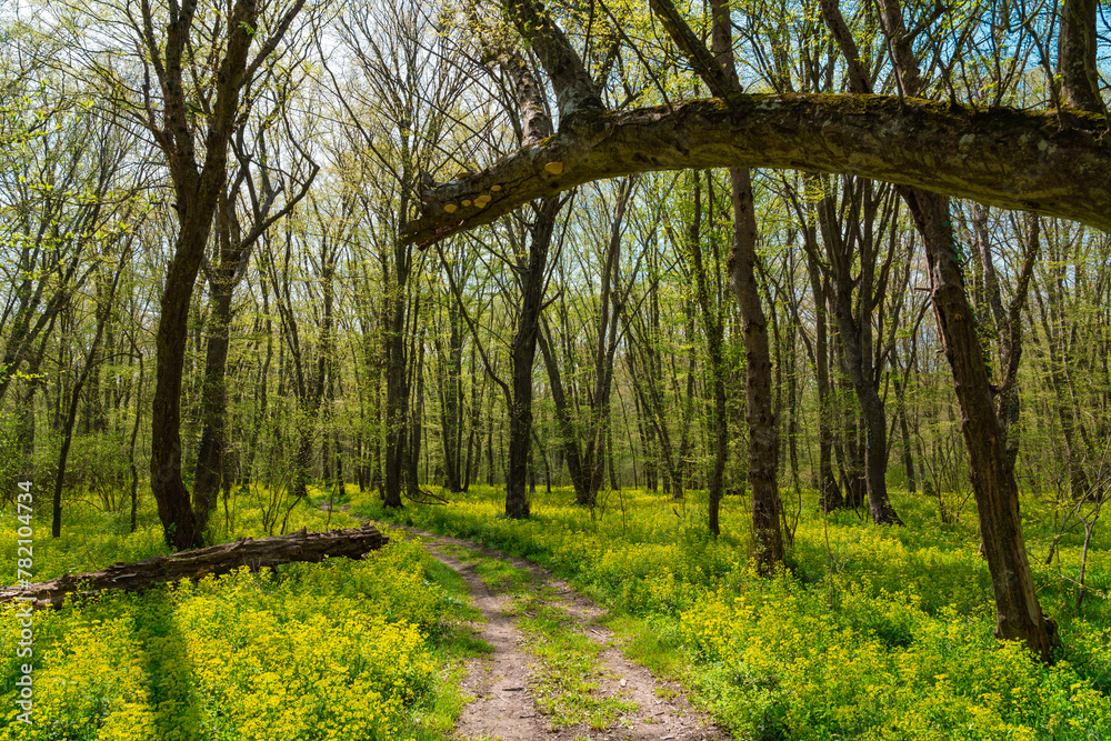 Walking path in a spring forest park Walking path in a spring forest park