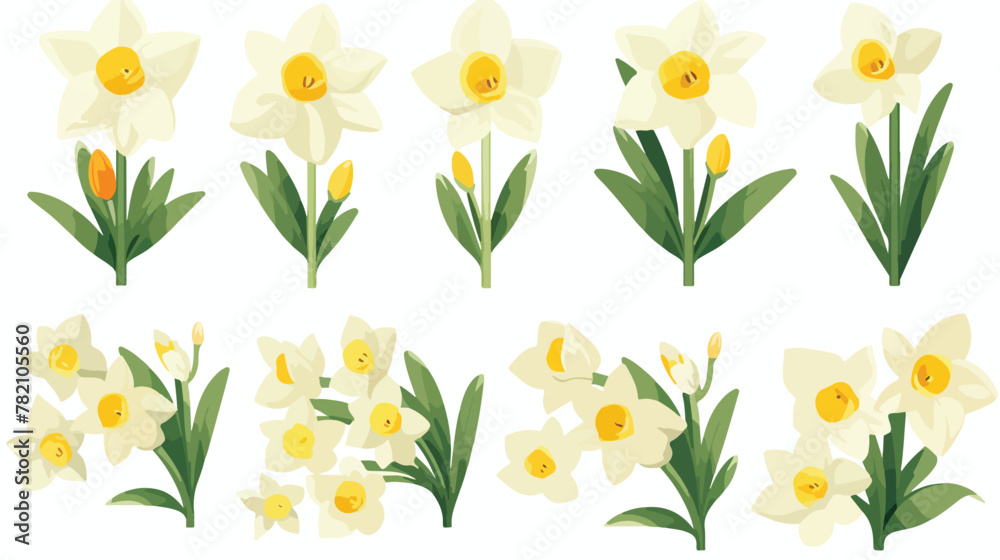Set of beautiful narcissus flowers for cards poster - obrazy, fototapety, plakaty 