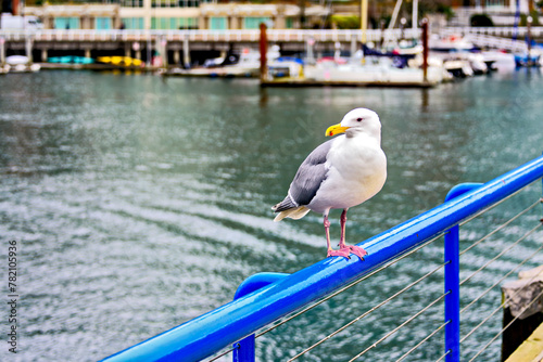 City sigal sitting on a railings in Coal harbor of Vancouver, British Columbia