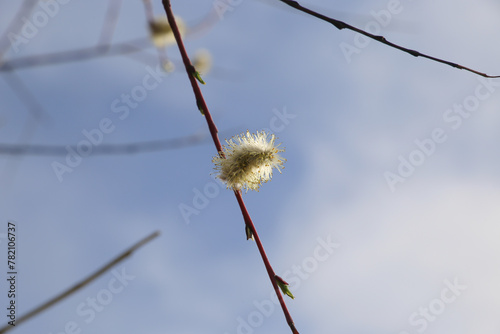 Blooming willow twigs with blue sky background