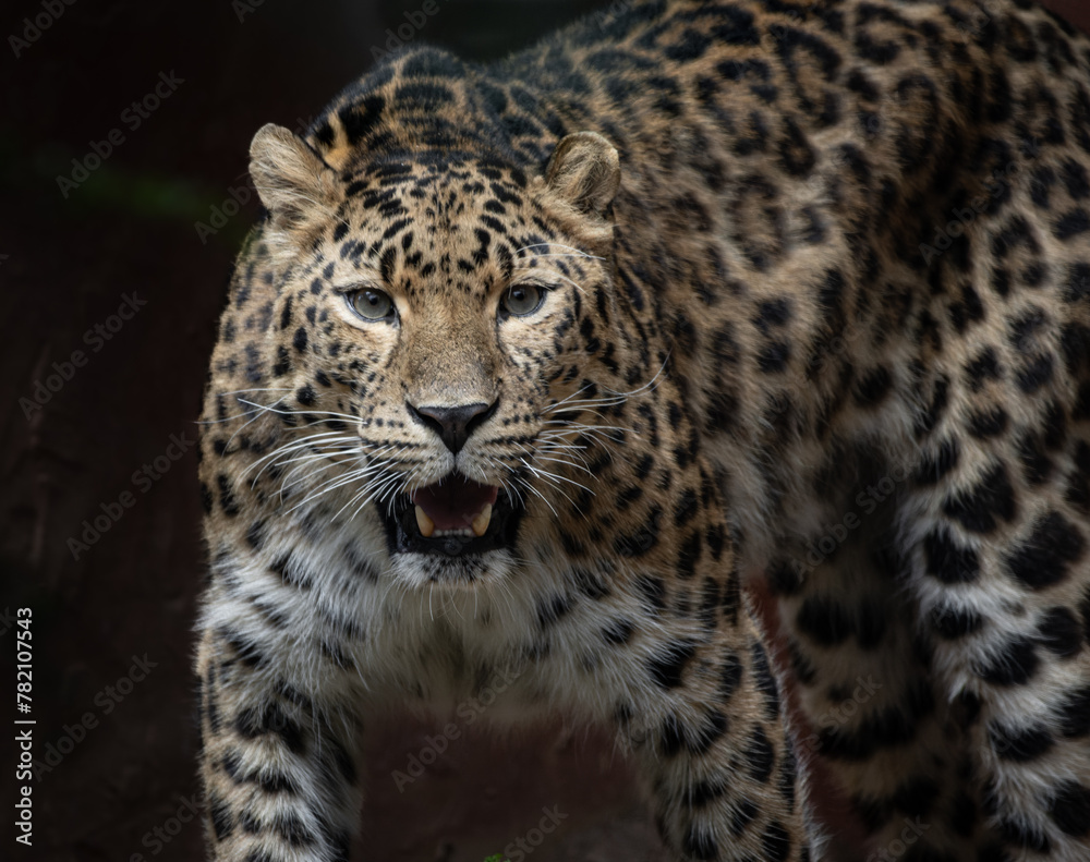 Fototapeta premium a leopard with large eyes standing in a dirt area next to rocks