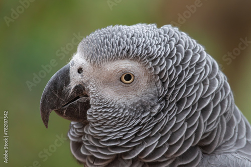 a parrot looking intently ahead while perched on a perchy