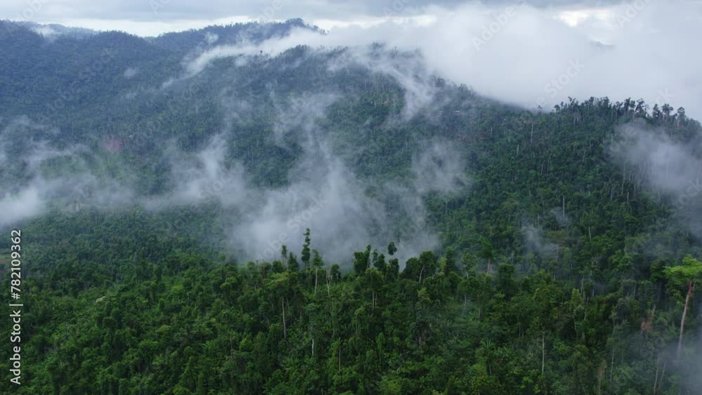 Clouds among the trees after a tropical downpour, in the mountains Clouds among the trees after a tropical downpour, in the mountains