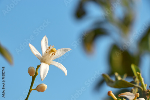 Citrus tree blossom. Orange blossom on a tree in orchard and the sun's rays against the blue sky. Flower of satsuma orange