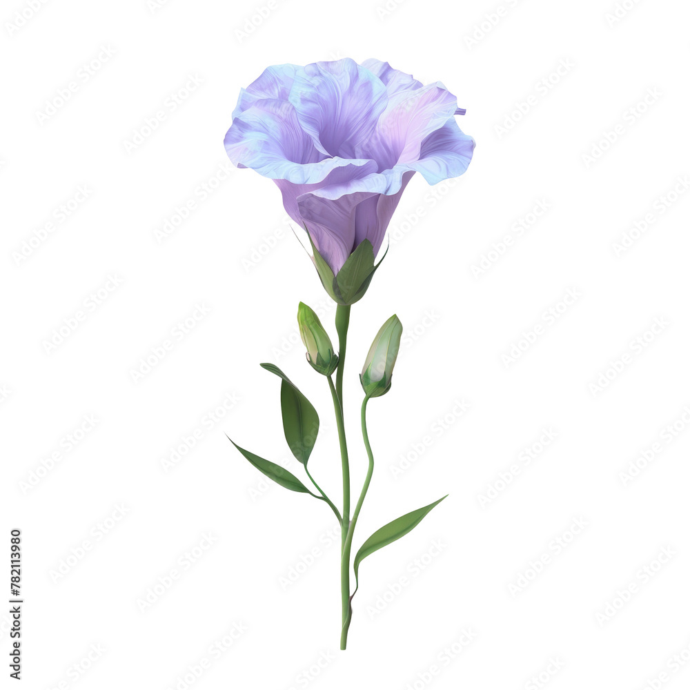 Single purple and green flower on Transparent Background Single purple and green flower on Transparent Background