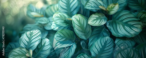 Abstract Calathea Orbifolia tree background: Muted tones creating an ethereal atmosphere. photo