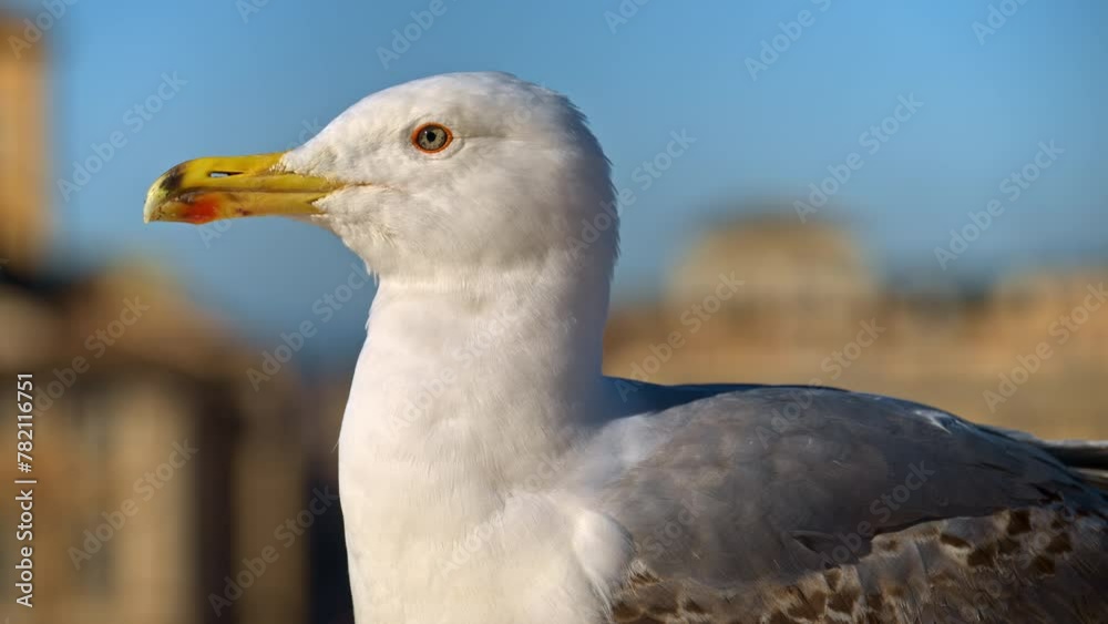 Close-up of seagull standing with blurred city view on the background Close-up of seagull standing with blurred city view on the background