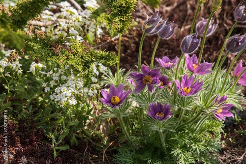 Foto Pulsatilla vulgaris in a flower bed