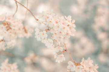 Papier peint photo   cherry blossom in Japan  © k.yamauchi