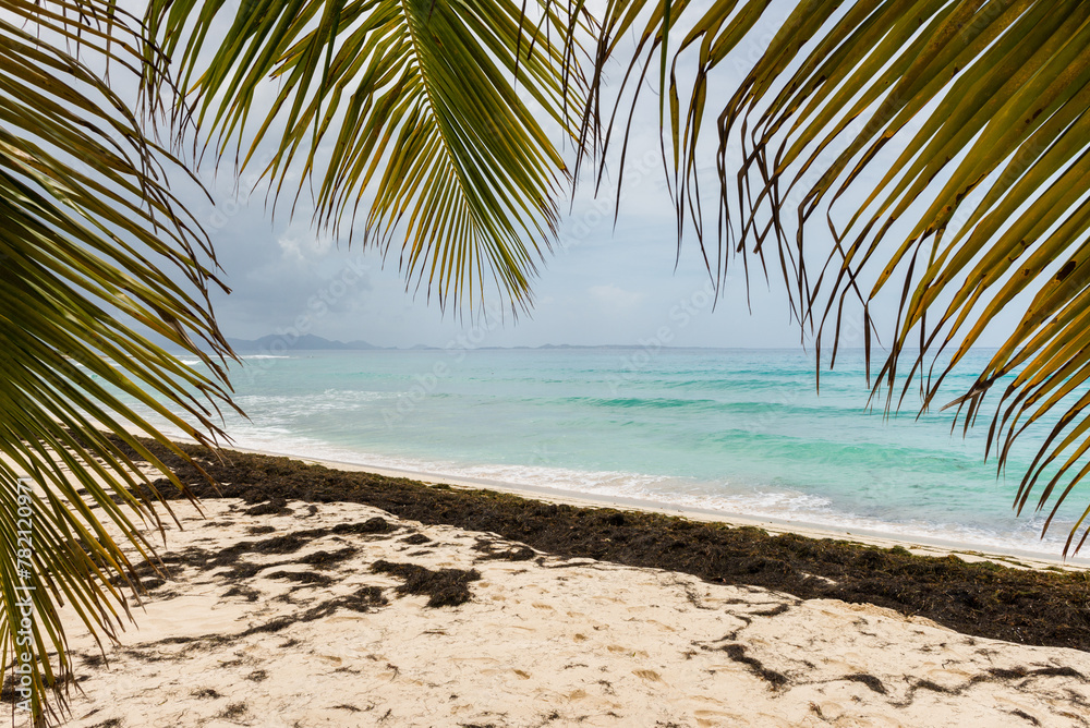 Fototapeta premium A beach with a palm tree in the foreground and a body of water in the background