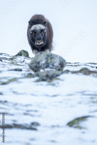 Beautiful vertical portrait of a baby muskox walking with stones, bushes and moss in a snowy landscape between mountains in Norway, Europe