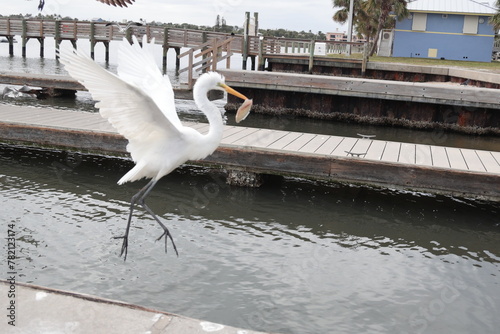 Great egret flying with is fish