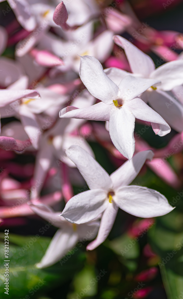 Obraz premium Jasmine flower (Jasminum officinale), blooming with sunlight 
