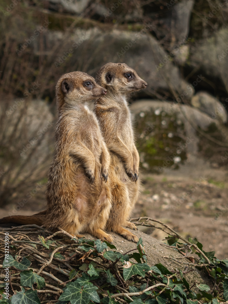 Fototapeta premium Meercat Twins