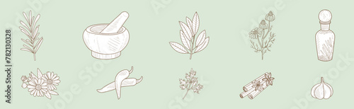 Hand Drawn Culinary Herbs and Spices Sketch Vector Set