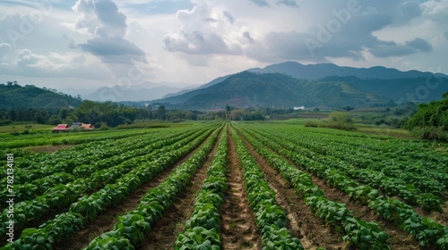 Potato farmland, Chiangmai, Northern AI generated