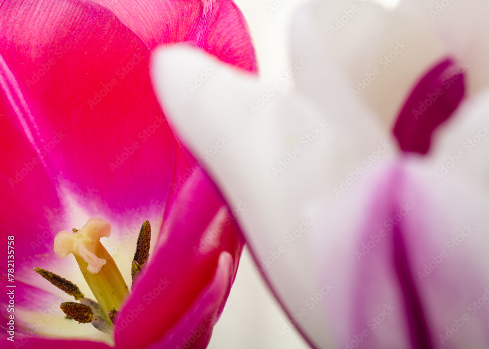 Tulpen Tulpen