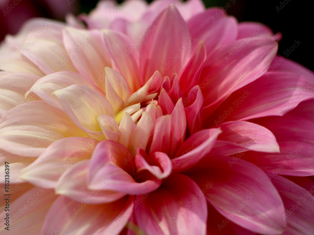 A closeup of a pink and white dahlia A closeup of a pink and white dahlia