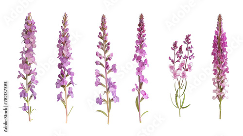 Lousewort digital art collection showcasing vibrant botanical illustrations. Isolated 3D images of wildflowers in a flat lay style, top view. Transparent background PNGs perfect for nature designs. Id photo