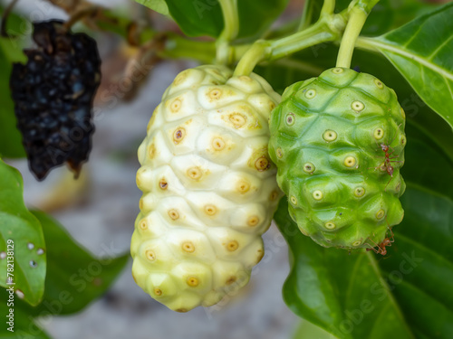 Noni Plant light green with ant photo