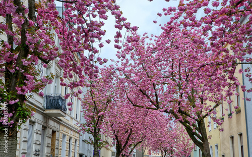 Kirschblüte in einer Straße in Bonn im Frühling