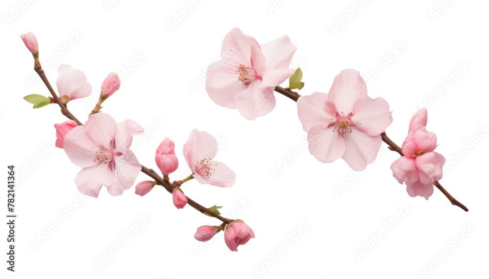 pink cherry blossom isolated on transparent background cutout