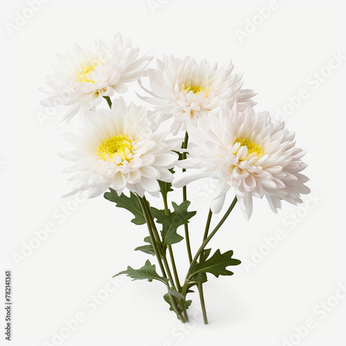 One branch of chrysanthemum with white flowers on a white background