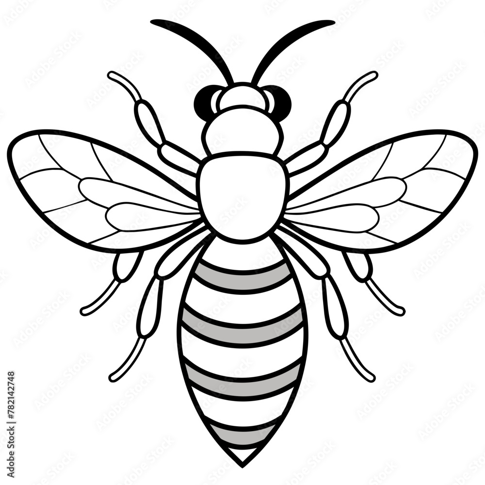 Asian giant hornet bee vector illustration.
Asian giant hornet bee vector illustration.
