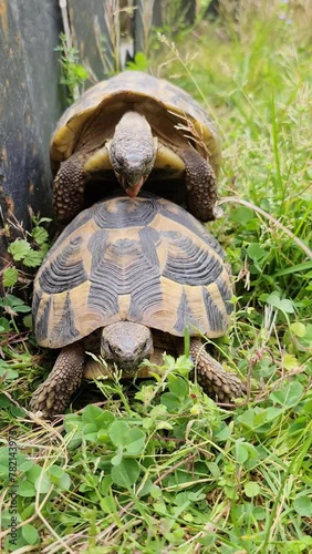 Wild turtles during copulation