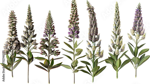 Lupine floral collection: 3D digital art of vibrant summer blooms on transparent background. photo