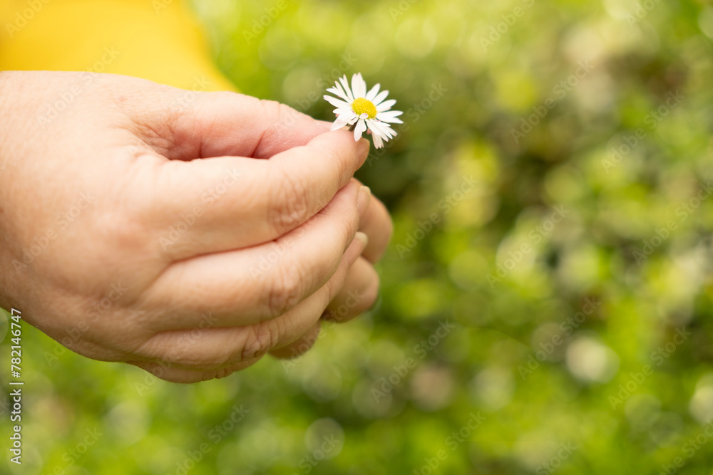 child, happy romantic girl holding chamomile flower in hand on green sunlit meadow In heart nature, plucking petals, loves me, loves me not, happy childhood, natural world, Midsummer celebration child, happy romantic girl holding chamomile flower in hand on green sunlit meadow In heart nature, plucking petals, loves me, loves me not, happy childhood, natural world, Midsummer celebration
