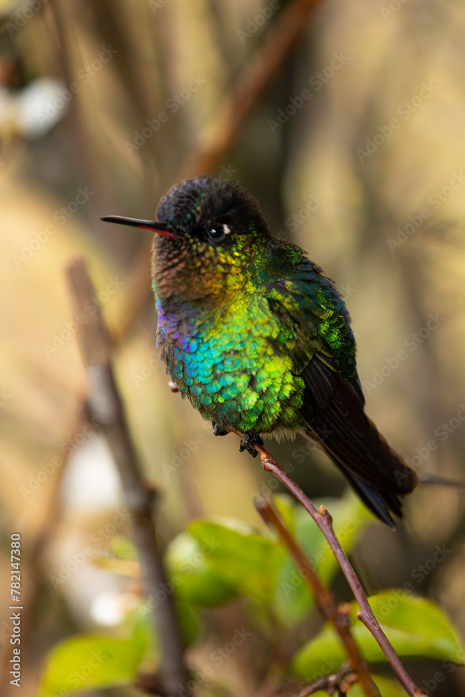 Fototapeta premium Beautiful, colourful, vibrant hummingbird, fiery-throated hummingbird (Panterpe insignis) perched on an attractive branch.