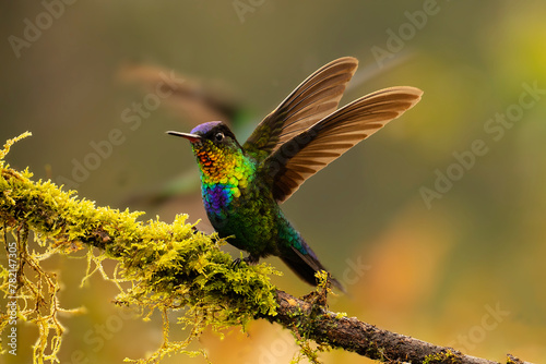 Beautiful, colourful, vibrant hummingbird, fiery-throated hummingbird (Panterpe insignis) perched on an attractive branch.with wings spread.