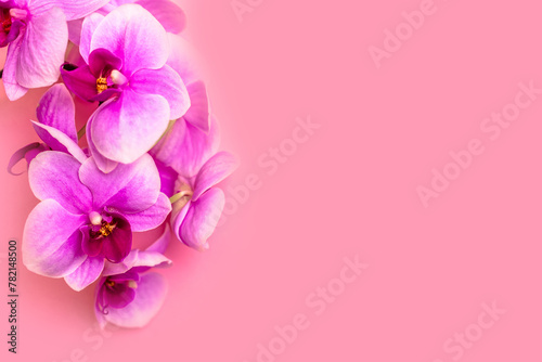 A branch of purple orchids lies on a pink background 