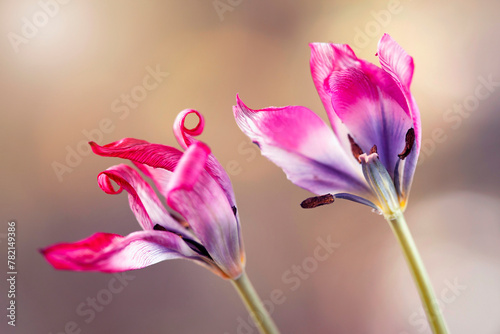 Tulipany botaniczne. Tapeta, dekoracja. #782149386