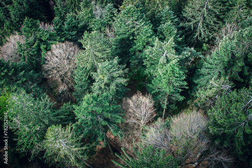 green mixed forest seen from above © Monika