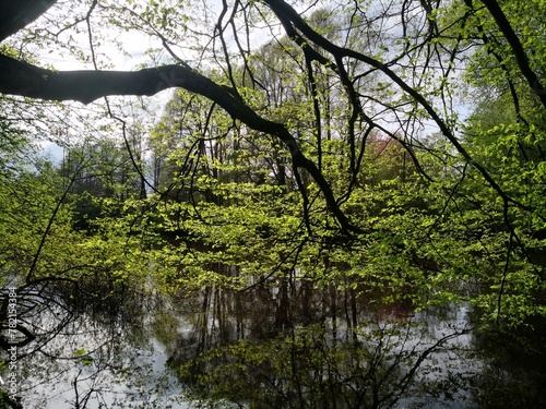 Springtime at the river, trees budding